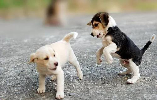 狗狗怀孕怎么办 如何照顾不会流产