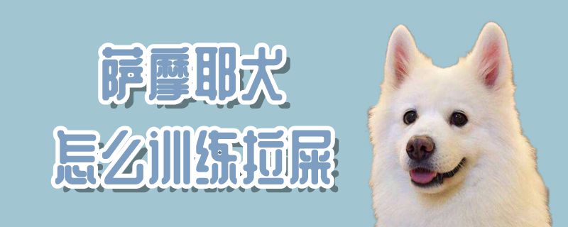 萨摩耶犬怎么训练拉屎