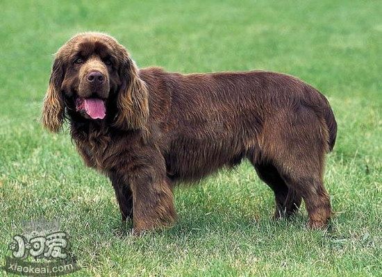 布雷猎犬拉稀怎么办 伯瑞犬拉稀治疗办法