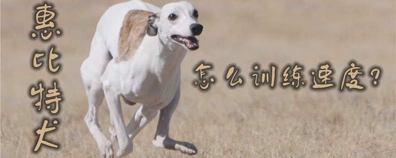 惠比特犬怎么训练速度