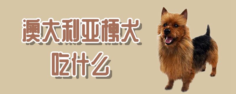 澳大利亚梗犬吃什么