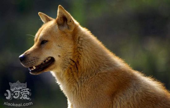 中华田园犬的缺点 你知道吗