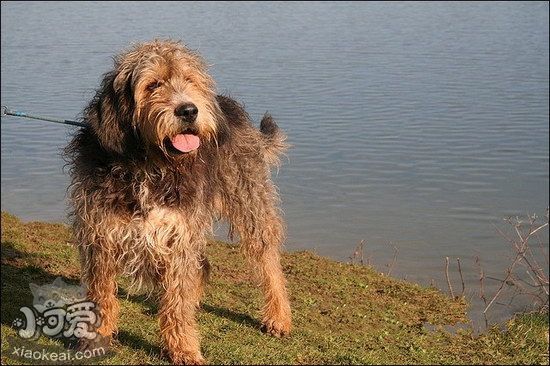 奥达猎犬有牙结石怎么办 奥达猎犬牙结石预防治疗方法