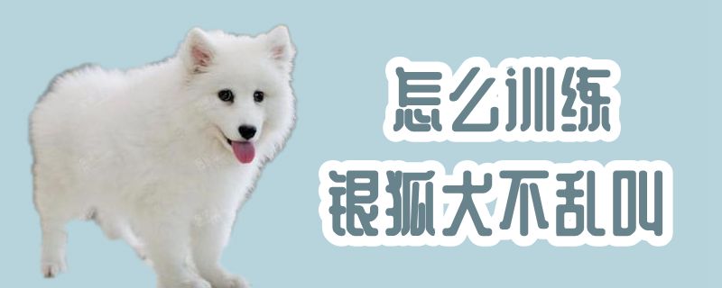 怎么训练银狐犬不乱叫