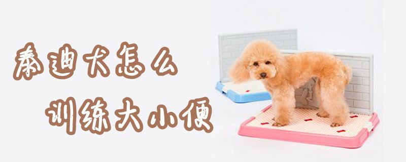 泰迪犬怎么训练大小便