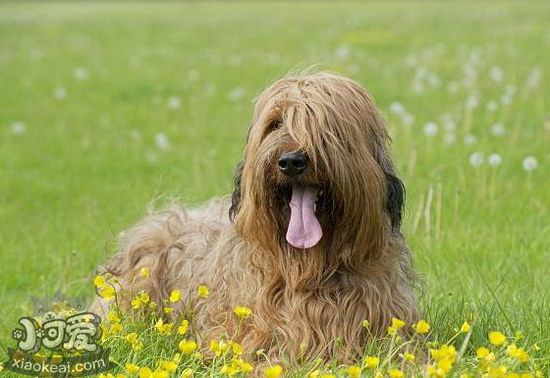 伯瑞犬怎么驱虫 布雷猎犬寄生虫防治方法