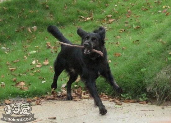 平毛寻回犬有蛔虫怎么办 平毛寻回猎犬蛔虫治疗方法1