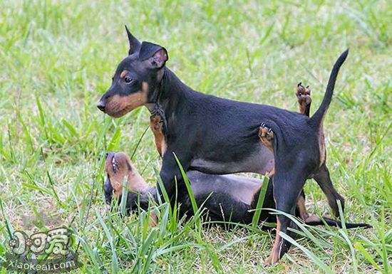 玩具曼彻斯特犬生病吃什么