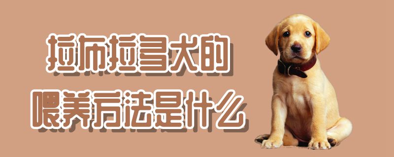 拉布拉多犬的喂养方法是什么