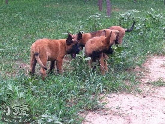 马里努阿犬拉肚子怎么处理 马里努阿犬拉稀治疗方法1