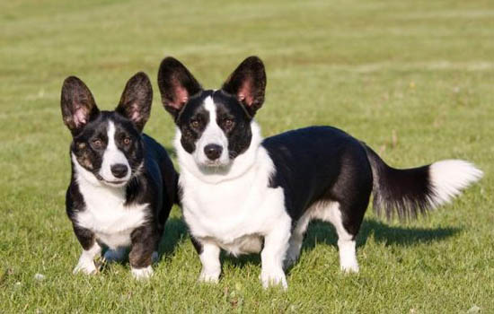 济南市养犬管理规定48种禁养犬