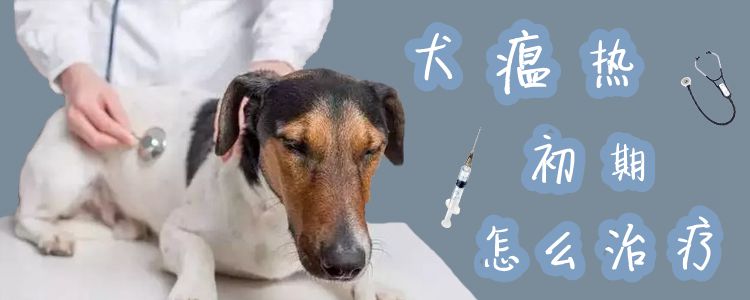 犬瘟热初期怎么治疗