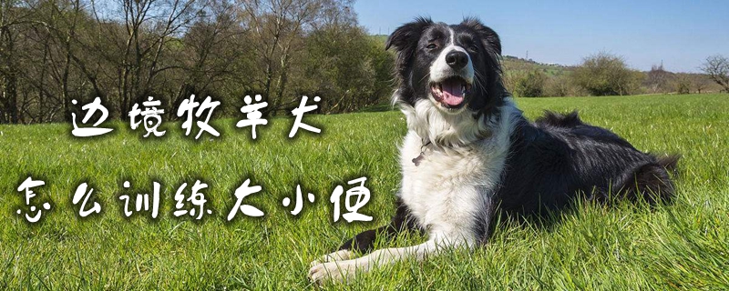 边境牧羊犬怎么训练大小便