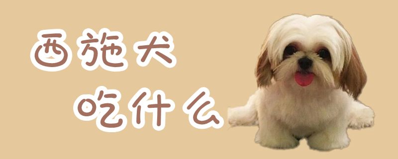 西施犬吃什么