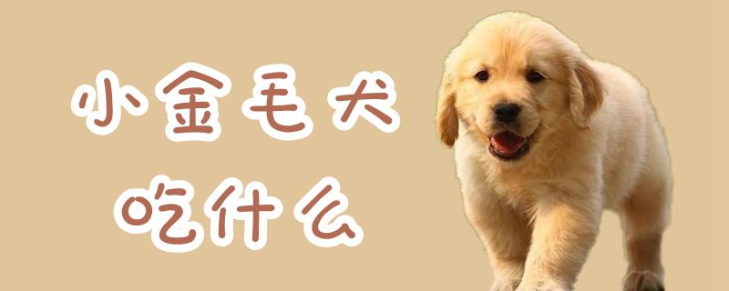 小金毛犬吃什么