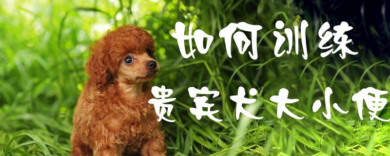 如何训练贵宾犬大小便