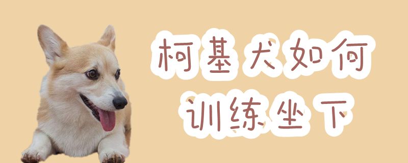 柯基犬如何训练坐下