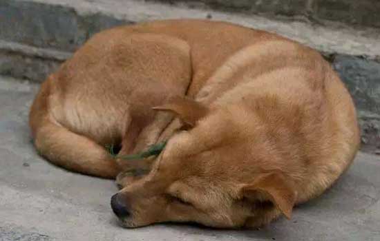 三明市养犬管理办法 三明养犬管理办法