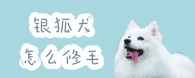 银狐犬怎么修毛