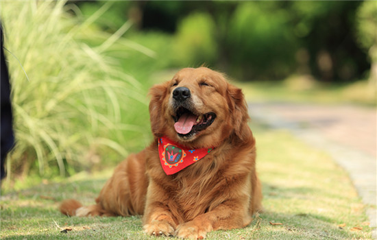 阳江市养犬管理条例 阳江养犬管理条例