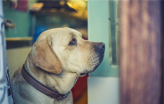 肇庆市养犬管理细则