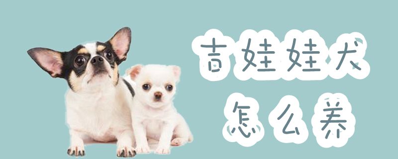 吉娃娃犬怎么养