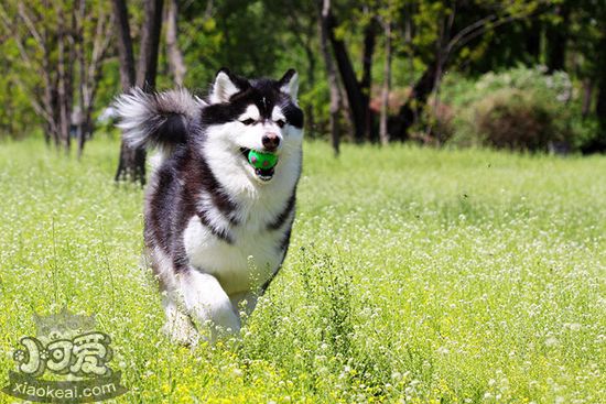 阿拉斯加犬好养吗 阿拉斯加犬喂养技巧