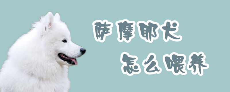 萨摩耶犬怎么喂养