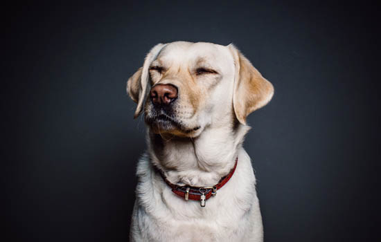 益阳市养犬管理条例 益阳养犬管理条例