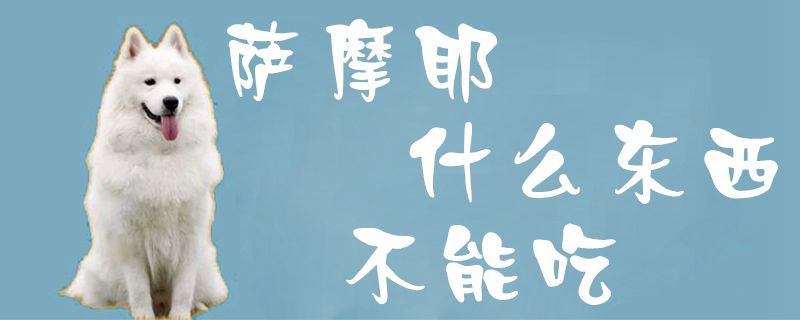 萨摩耶什么东西不能吃