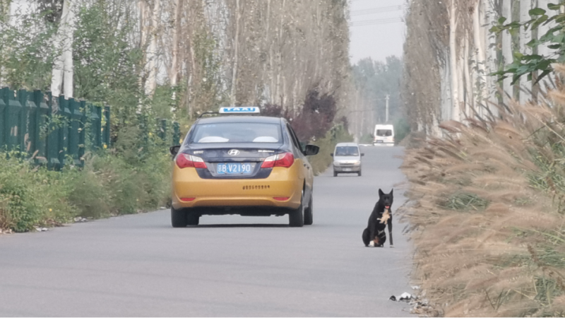 农村散养狗窜上公路酿成车祸致人死亡，被索赔157万