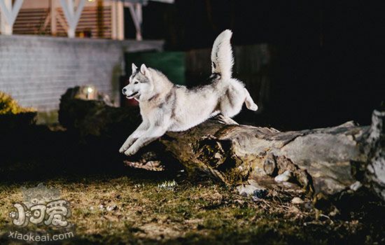 狗狗感冒患犬窝咳症状 患犬窝咳一定会死吗