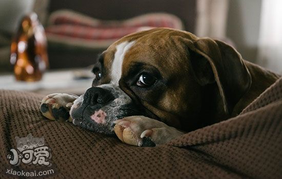 怎样辨别狗是否脑出血 你能读懂狗狗的疾病信号吗