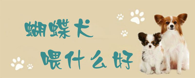 蝴蝶犬喂什么好