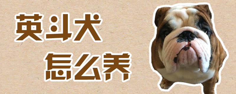 英斗犬怎么养