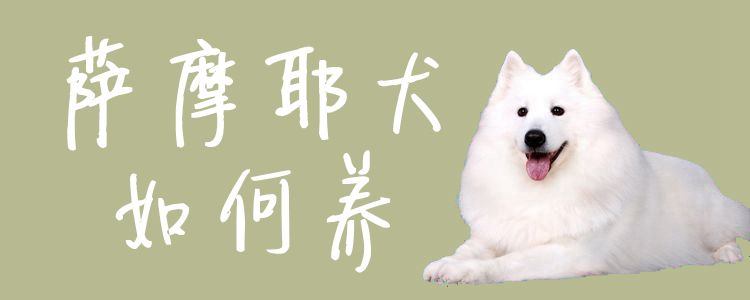 萨摩耶犬如何养