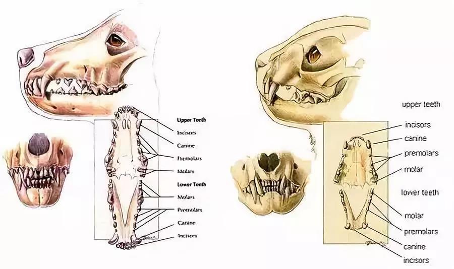 怎么看狗狗年龄大小 狗狗的牙齿是关键