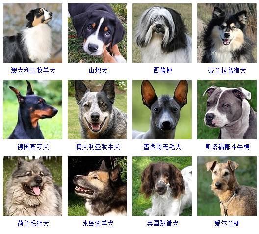 中型犬品种大全 这些狗狗你都认识吗