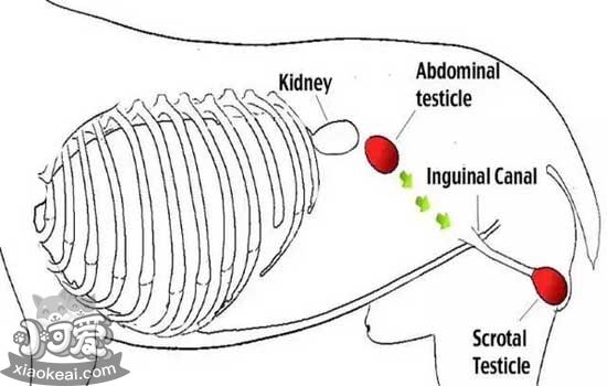 狗狗隐睾怎么判断 狗狗隐睾的危害