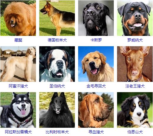 大型犬品种大全 你知道吗？