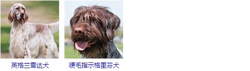 大型犬品种大全 你知道吗？