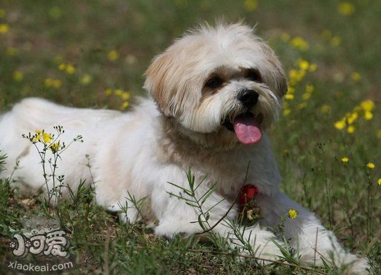 西施犬怎么训练大小便 西施犬定点上厕所训练教程