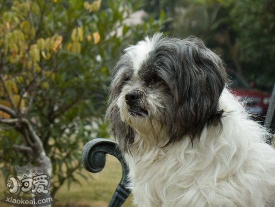 西施犬乱吠叫怎么训练 西施犬停止乱吠叫训练方法