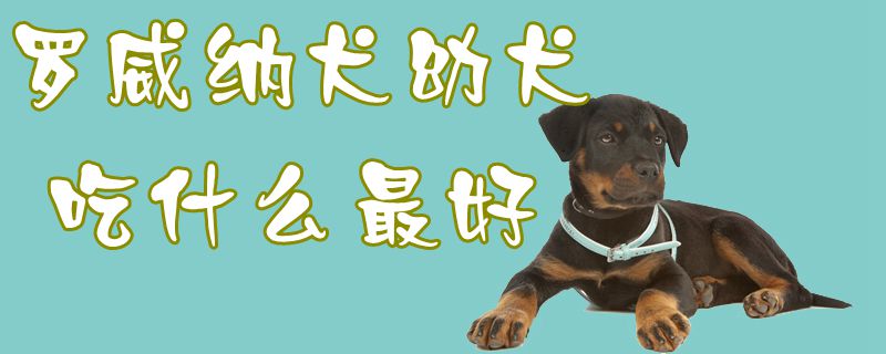 罗威纳犬幼犬吃什么最好1