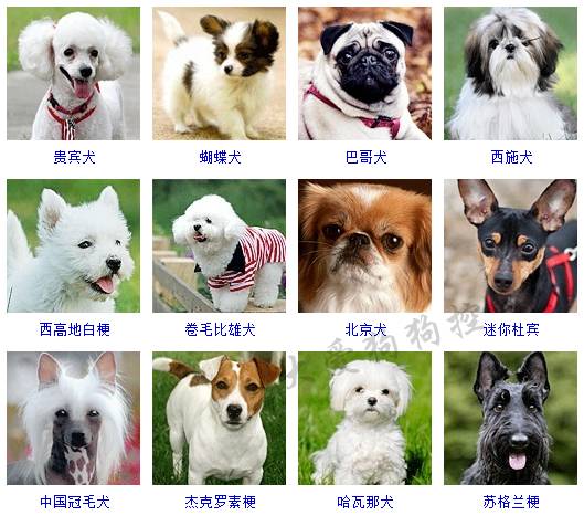 小型犬品种大全 这些狗狗你想养哪只？小型犬品种大全 这些狗狗你想养哪只？