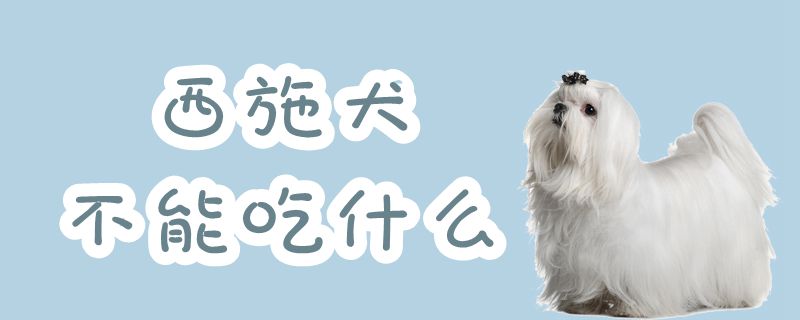 西施犬不能吃什么