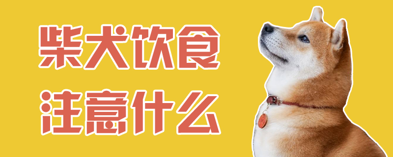 柴犬饮食注意什么