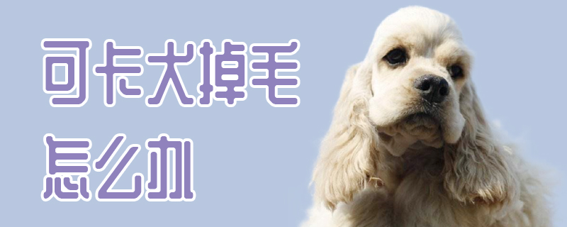 可卡犬掉毛怎么办