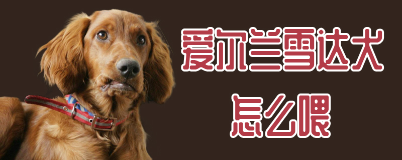 爱尔兰雪达犬怎么喂