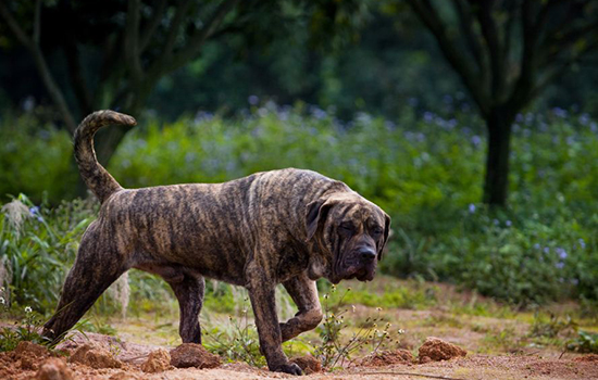 世界十大禁养猛犬图片 看到绕道走别去送人头！